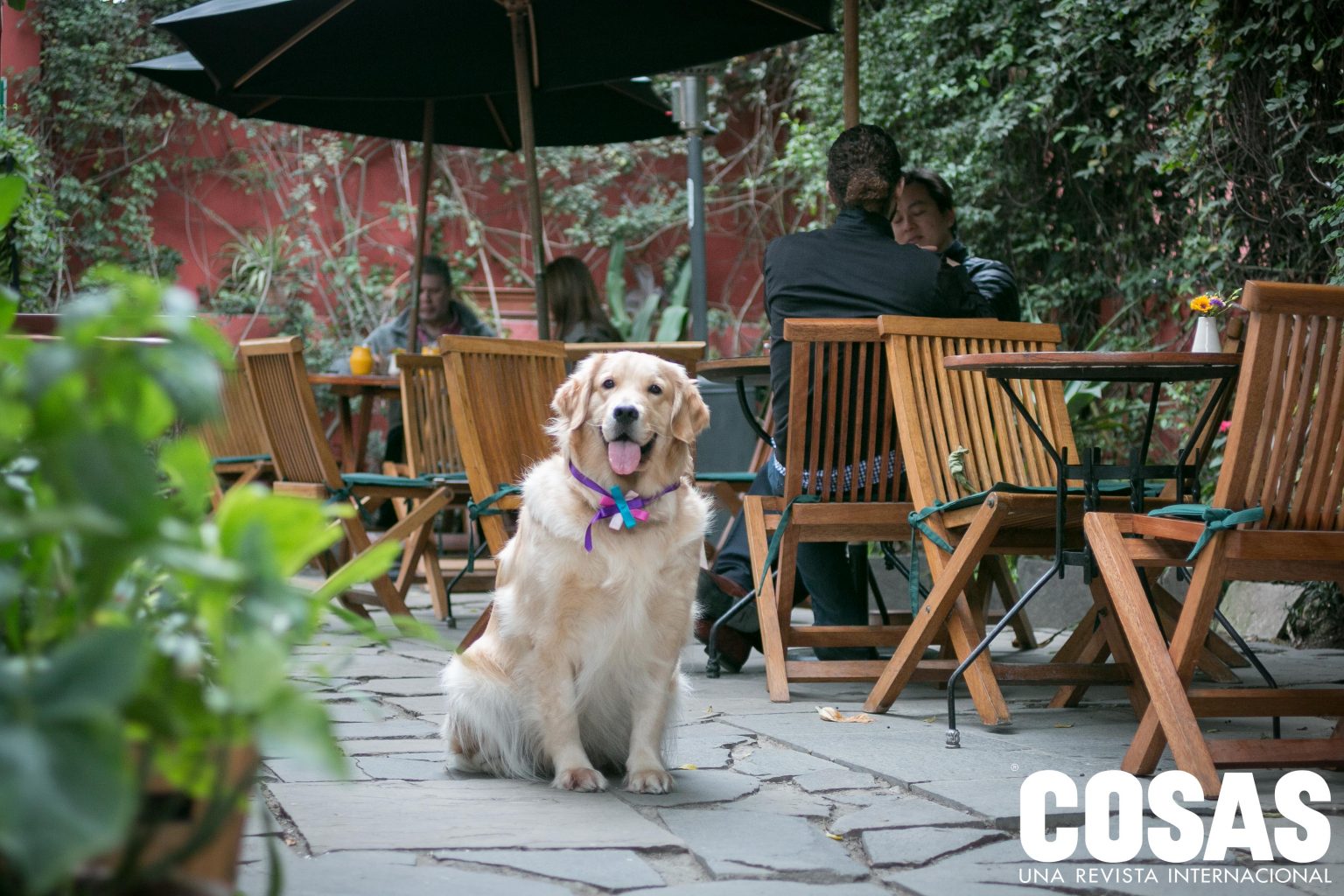 7 locales pet friendly que debes visitar con tu mascota