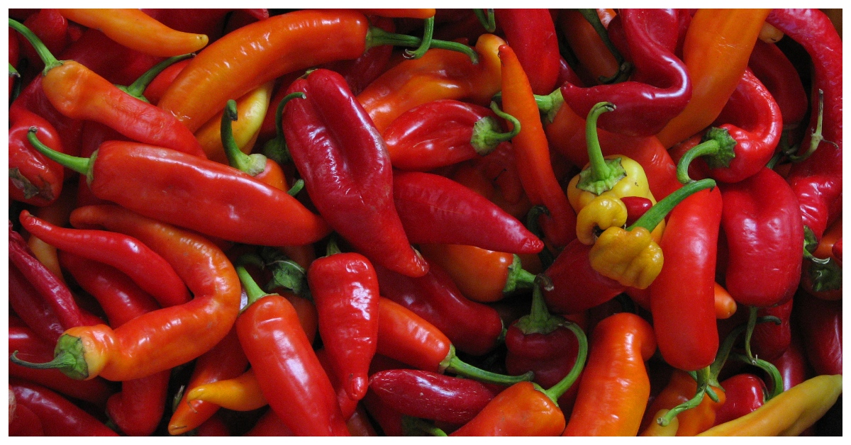 Aji Bitches