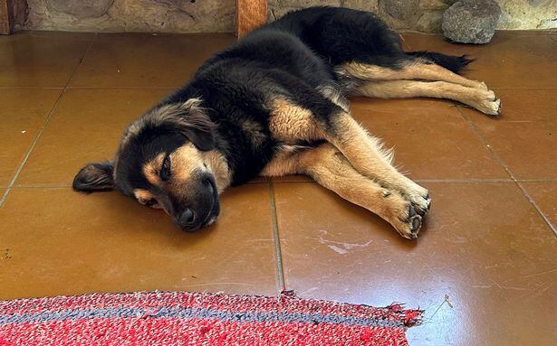 Paddington perro callejero Inglaterra